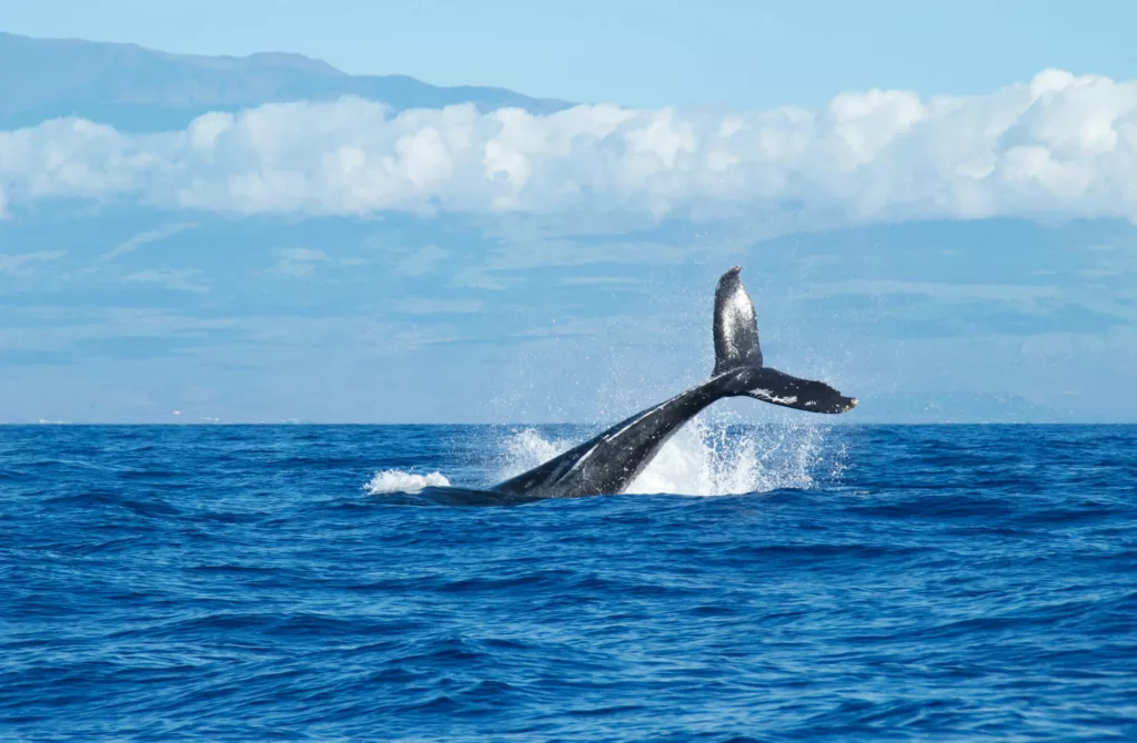 Kaanapali Whale Watching