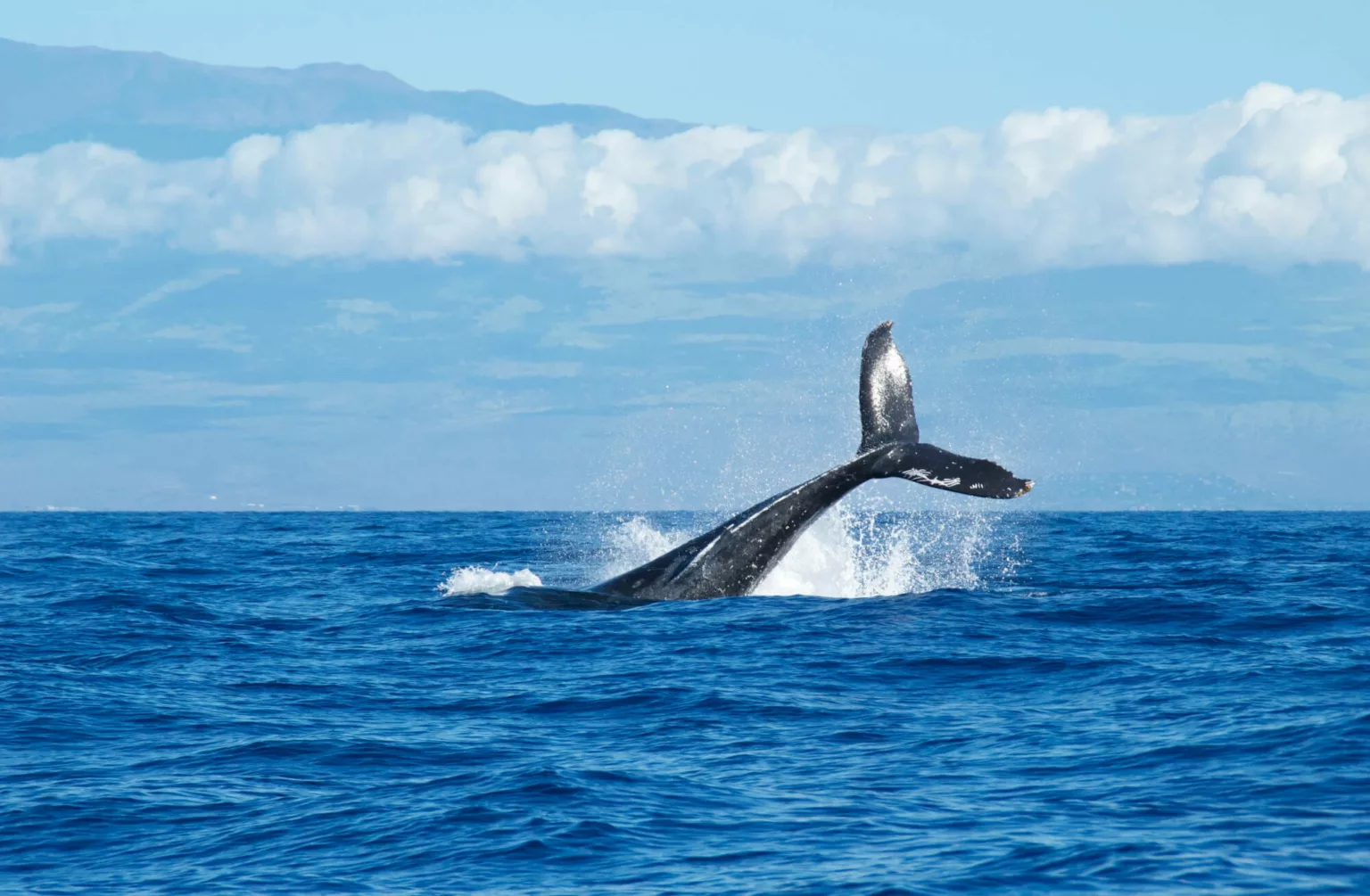 Kaanapali Whale Watching