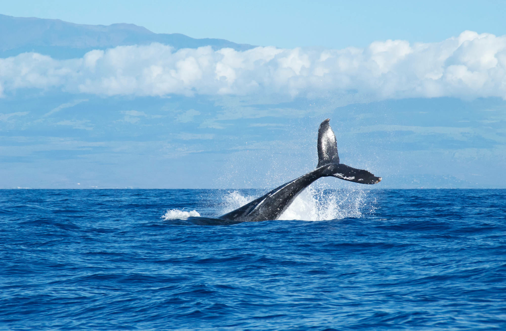 10 Best Maui Whale Watching Tours From Kaanapali to Maalaea