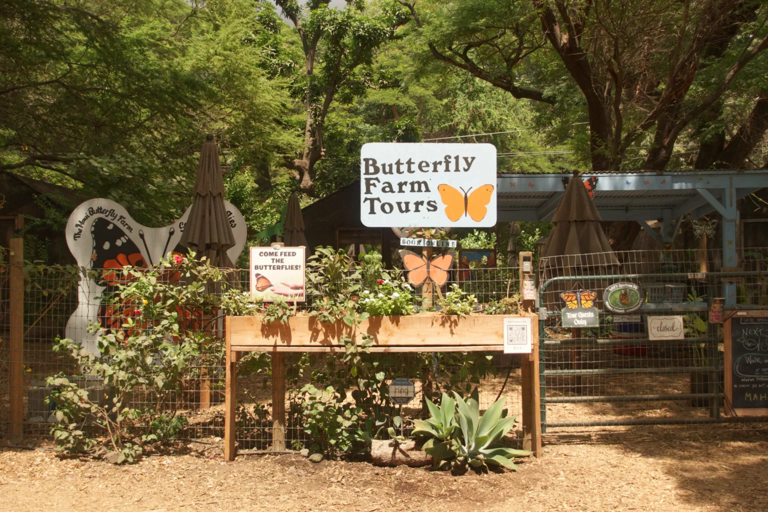 Maui Butterfly Farm