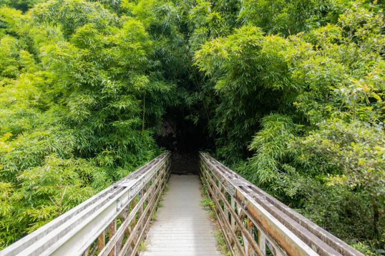 Pipiwai Trail Bamboo Forest Entrance