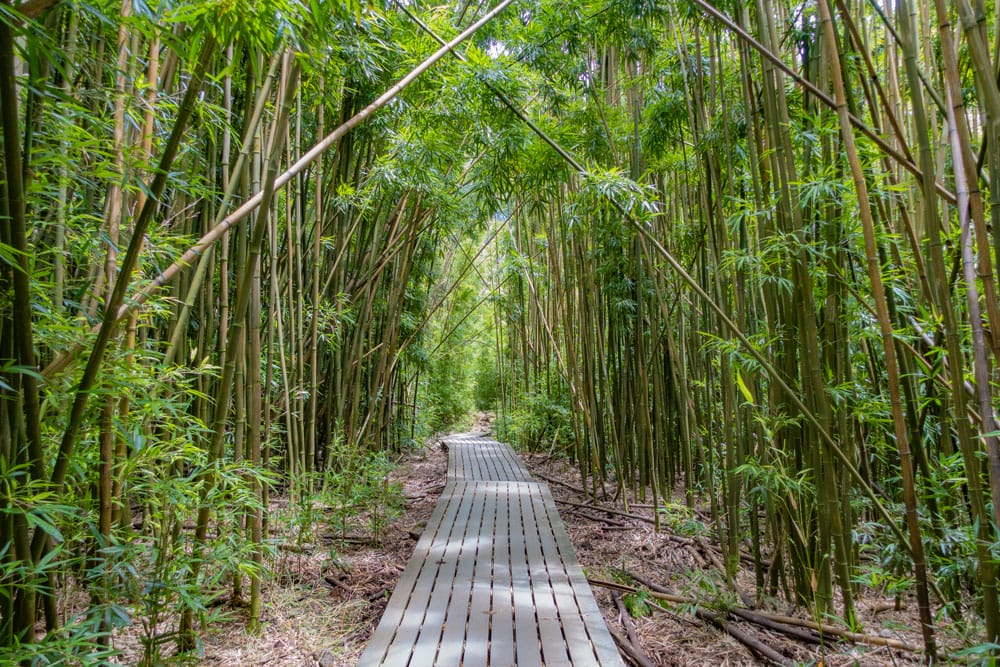 Pipiwai Trail Bamboo Forest