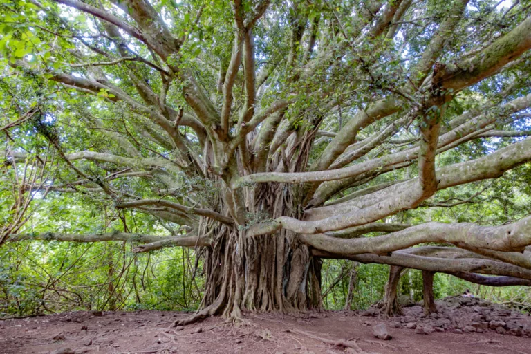 Pipiwai Trail Banyan Tree