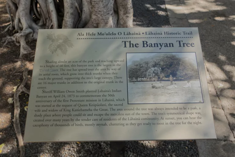 Lahaina Banyan Tree