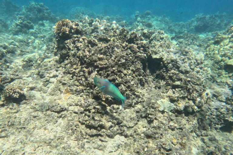 Honolua Bay Parrot Fish