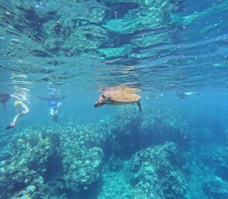 Honolua Bay Turtle