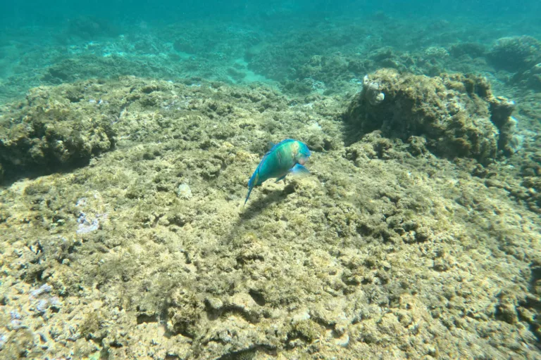 Kapalua Bay Parrot Fish