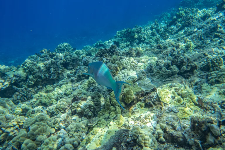 Molokini Snorkeling Parrot Fish
