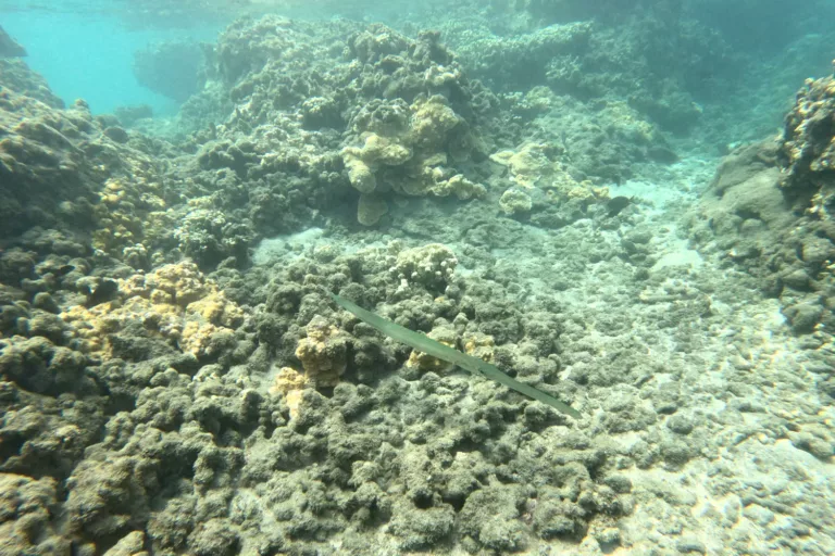 Olowalu Coral Gardens Fish