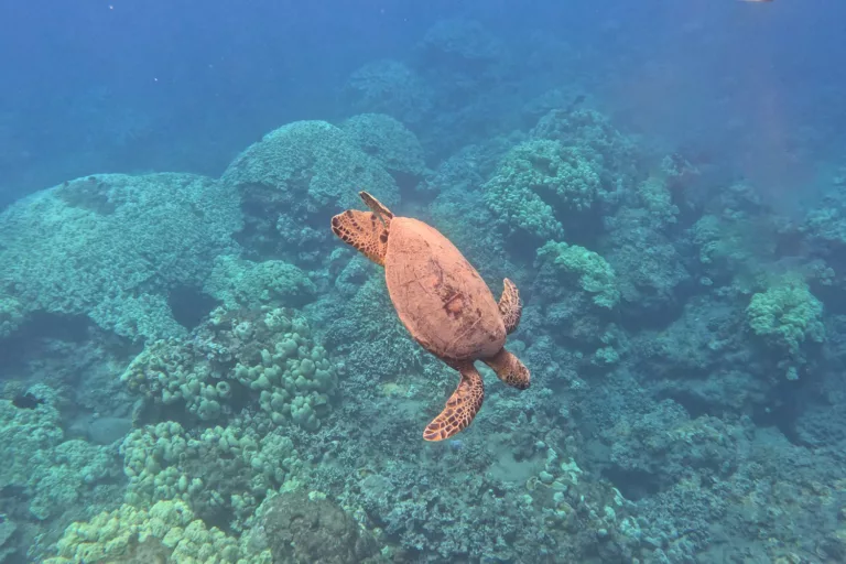 Olowalu Coral Gardens Turtle