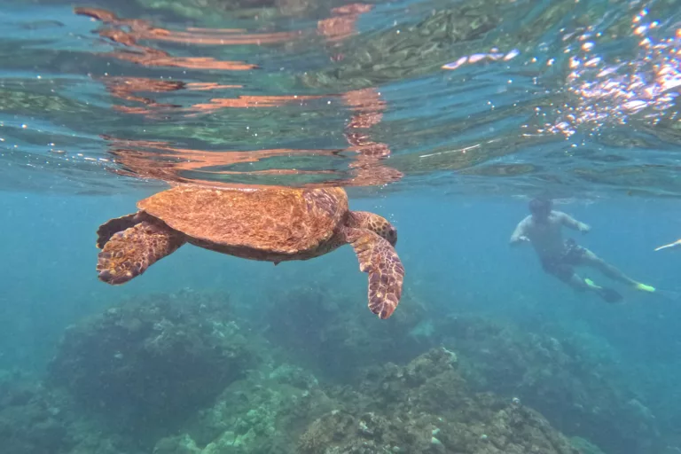 Snorkel Turtles at Turtle Town Maui