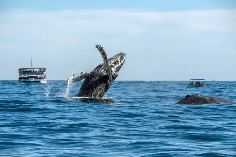 Kaanapali Whale Watching Tours