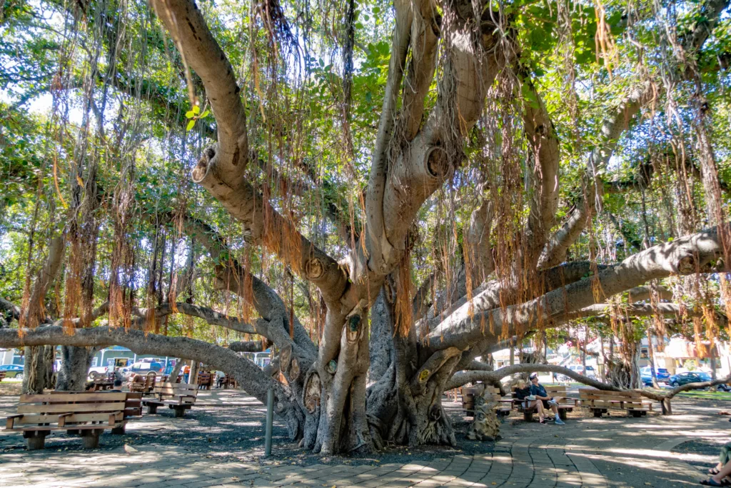 Lahaina Maui Banyan Tree