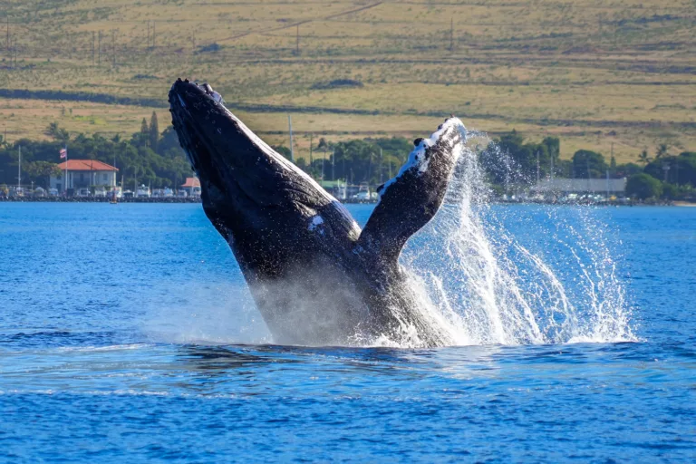 Maui Humpback Whale
