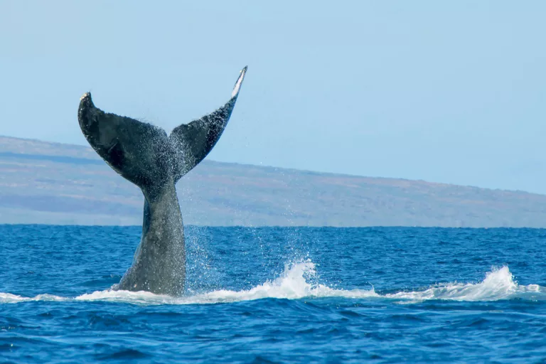 Maui Kayak Whale Watching