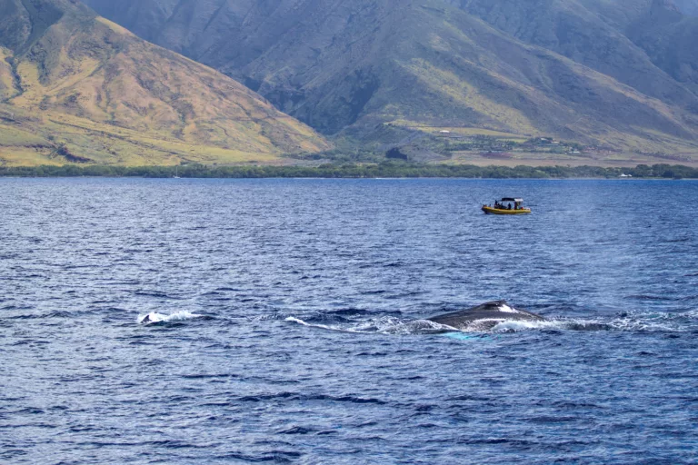 Maui Raft Whale Watching