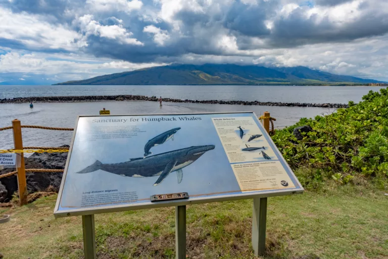 Humpback Whale Sanctuary Sign