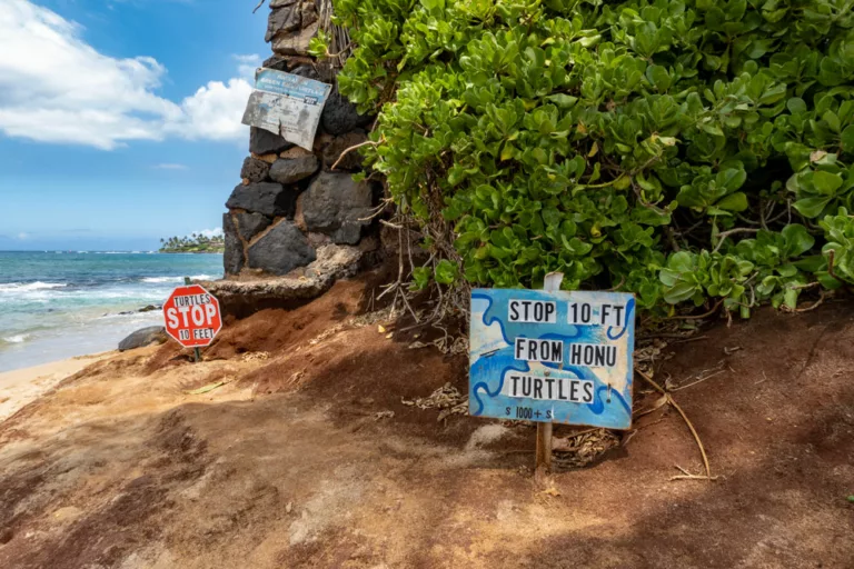 Kuau Beach Honu Sign
