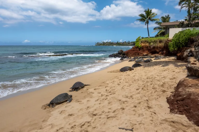Kuau Beach Park Turtles