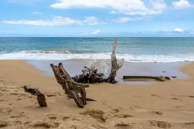 Paia Secret Beach Driftwood