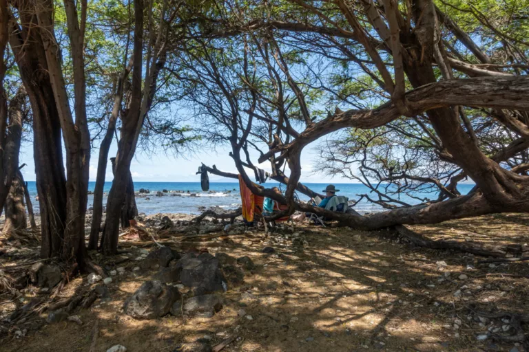 Ulua Beach Trees