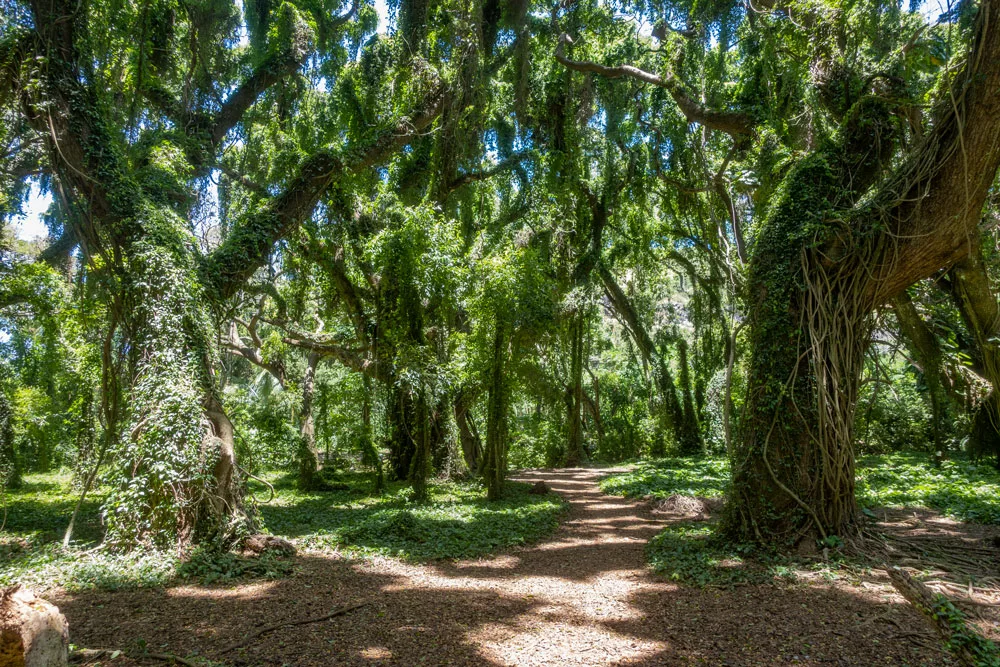 Honolua Bay Access Trail Trees