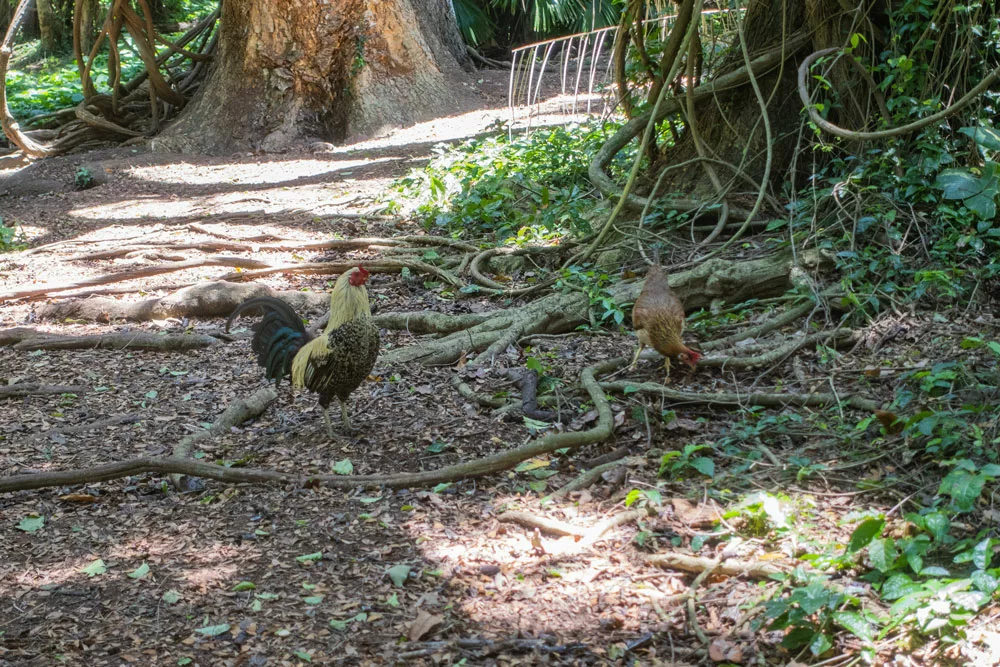 Honolua Bay Wild Chickens